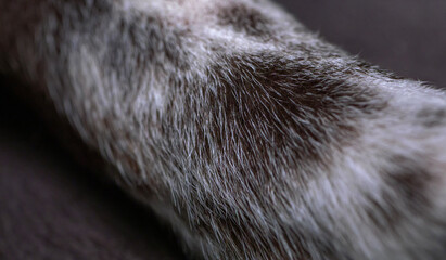 Abstract texture of brown and white dog fur. Close up macro detail of mammal hair pattern on a canine leg. © bugrakaanersoy