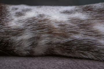 Close up of spotted dog fur texture. Macro photography of white and brown hair strands on a domestic animal coat. © bugrakaanersoy