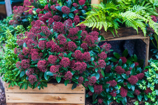 Skimmia Japonica" Images  Browse 1,144 Stock Photos, Vectors, and Video |  Adobe Stock