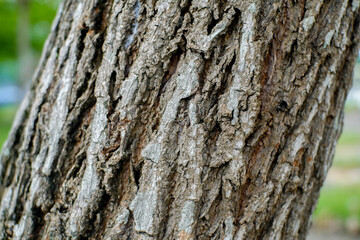 A detailed, close-up view of rugged tree bark showcasing deep fissures and textured surface.