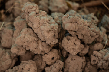 Termite mound soil placed in a pile on natural background.