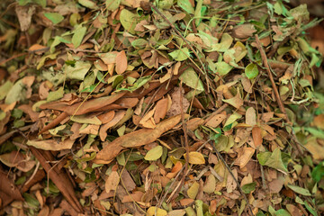 Compost from dry leaves background.