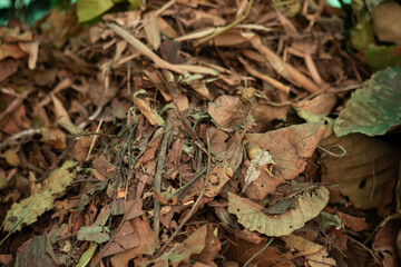 Compost from dry leaves background.