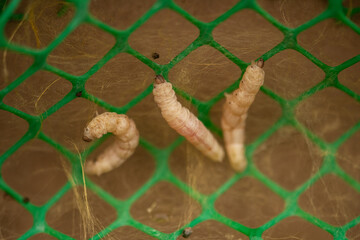 Bombyx mori is spinning a silk web on natural background.