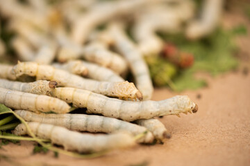 Bombyx mori eating mulberry leaves on natural background.
