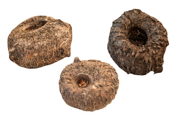 Konjac or Amorphophallus konjac on transparent background.