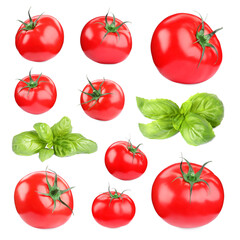Fresh tomatoes and green basil leaves isolated on white, set