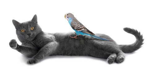 Parrot and cat isolated on white. Cute pets
