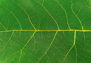 close up on green autumn leaf texture