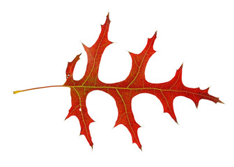 red fallen oak leaf isolated on white background