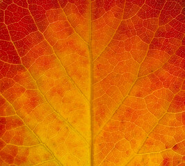 close up on red autumn aspen leaf texture
