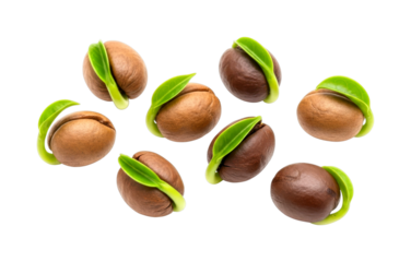 Eight brown seeds with vibrant green sprouts are beautifully captured, showcasing the delicate process of germination and the promise of new life