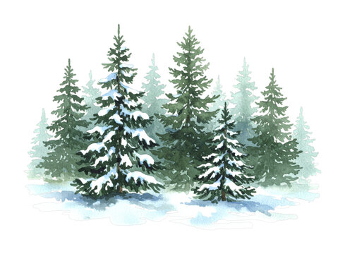 Watercolor painted evergreen trees covered in snow stand majestically in a serene winter forest scene, depicted with soft brushstrokes and cool tones