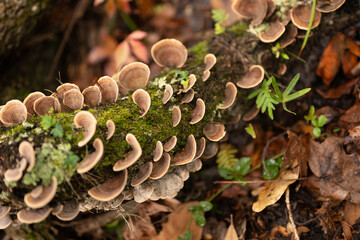 mushrooms on the tree
