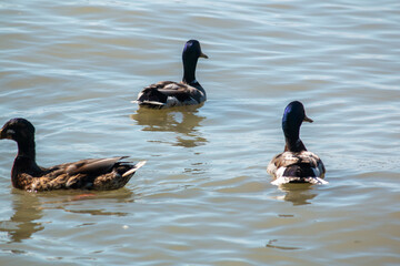 ducks on the lake
