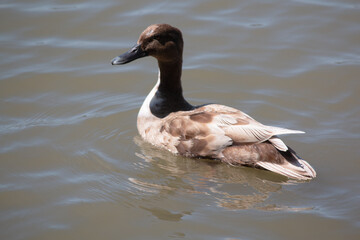 wild duck in the water