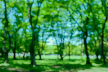 緑の森　背景ぼかし