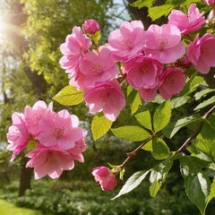 Blossoms in the Morning Light. 4