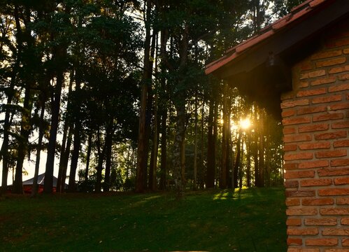 Atardecer en el bosque
