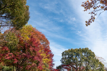  青空と美しい紅葉　カラフルな風景　滋賀県大津市皇子が丘公園