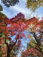  青空と美しい紅葉　カラフルな風景　滋賀県大津市皇子が丘公園