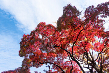  青空と美しい紅葉　カラフルな風景　滋賀県大津市皇子が丘公園