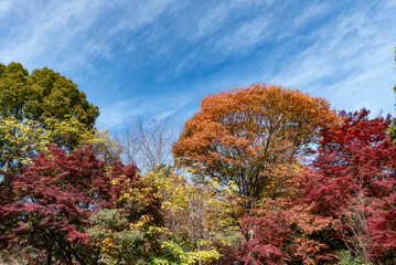  青空と美しい紅葉　カラフルな風景　滋賀県大津市皇子が丘公園