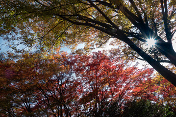  青空と美しい紅葉　カラフルな風景　滋賀県大津市皇子が丘公園