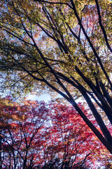  青空と美しい紅葉　カラフルな風景　滋賀県大津市皇子が丘公園