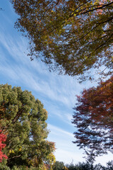  青空と美しい紅葉　カラフルな風景　滋賀県大津市皇子が丘公園