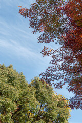  青空と美しい紅葉　カラフルな風景　滋賀県大津市皇子が丘公園