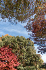  青空と美しい紅葉　カラフルな風景　滋賀県大津市皇子が丘公園