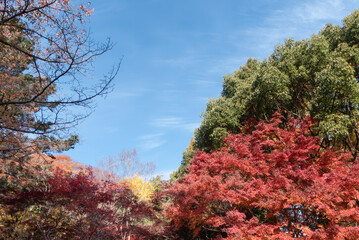 青空と美しい紅葉　カラフルな風景　滋賀県大津市皇子が丘公園