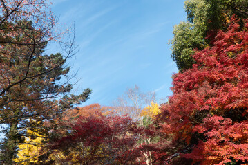  青空と美しい紅葉　カラフルな風景　滋賀県大津市皇子が丘公園