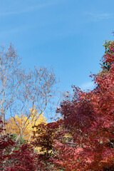  青空と美しい紅葉　カラフルな風景　滋賀県大津市皇子が丘公園