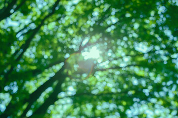 緑の森　背景ぼかし