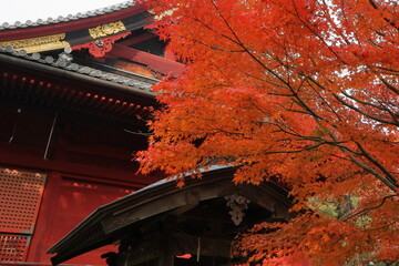 日本　上野の紅葉