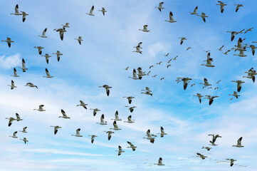 Snow Geese in flight during the annual autumn migration to the Skagit Valley, Washington. Over 50,000 Snow Geese arrive each winter (November-March) as they migrate from the Arctic.