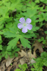 Single wild geranium wildflower bloom at Camp Ground Road Woods in Des Plaines, Illinois