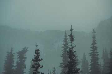 misty morning in the forest