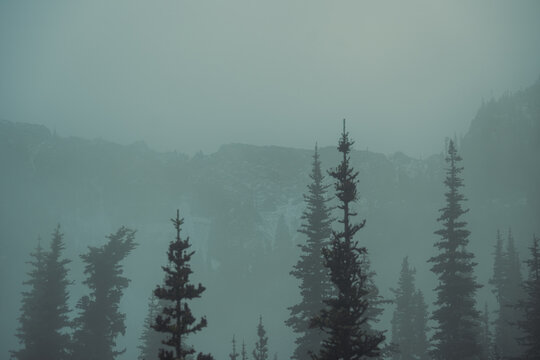 misty morning in the forest