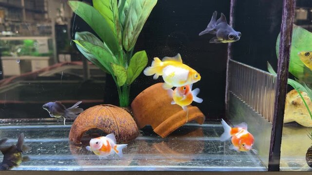 Group of fancy goldfish and black moors swimming in a clear aquarium tank