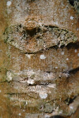 close up of california papaya tree texture