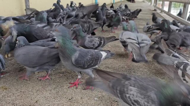 Close up image of pigeons being fed.