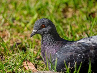 ドバトのアップ