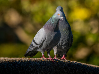 地面を歩くドバト