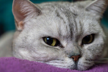 Cat eyes close-up detail of a silver tabby British Shorthair resting on a purple blanket