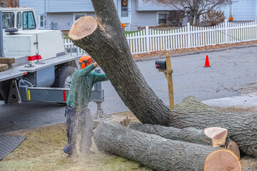 removed tree trunk by crane in residential area