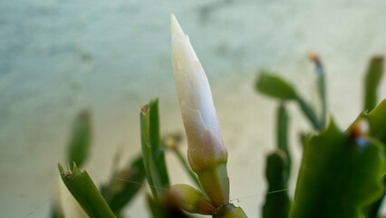 Obraz premium A detailed macro shot capturing the delicate white and pale pink flower bud of a Christmas cactus (Schlumbergera), poised to bloom.