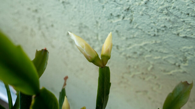 Close-up view of a large, pointed bud on an epiphytic crab cactus plant (Schlumbergera truncata), hinting at an imminent holiday season white bloom.